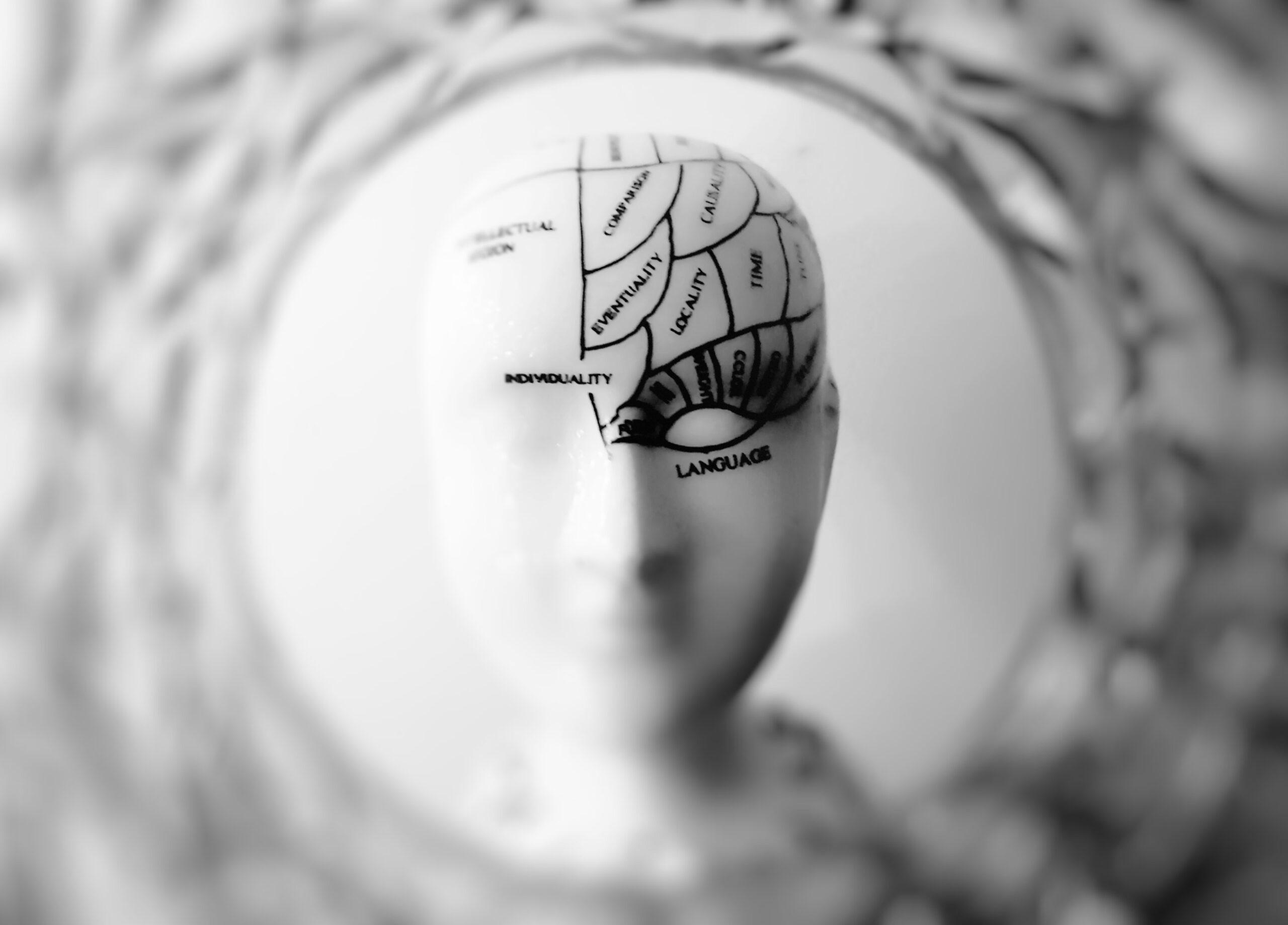 model of skull with brain labeled for overstanding in north texas by greenest dallas